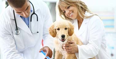 veterinarian-mailing-list