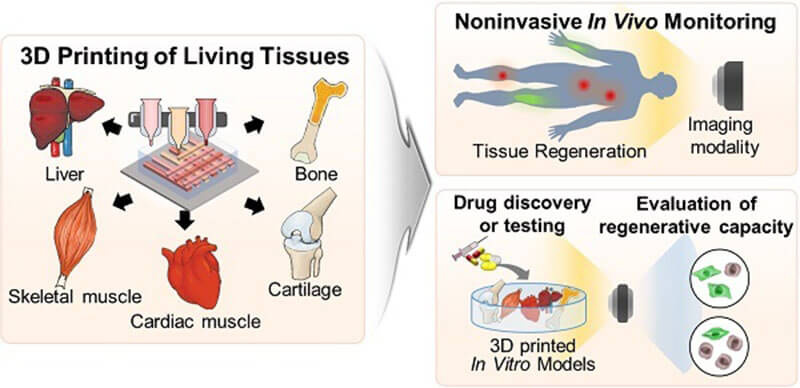 tissue-engineering